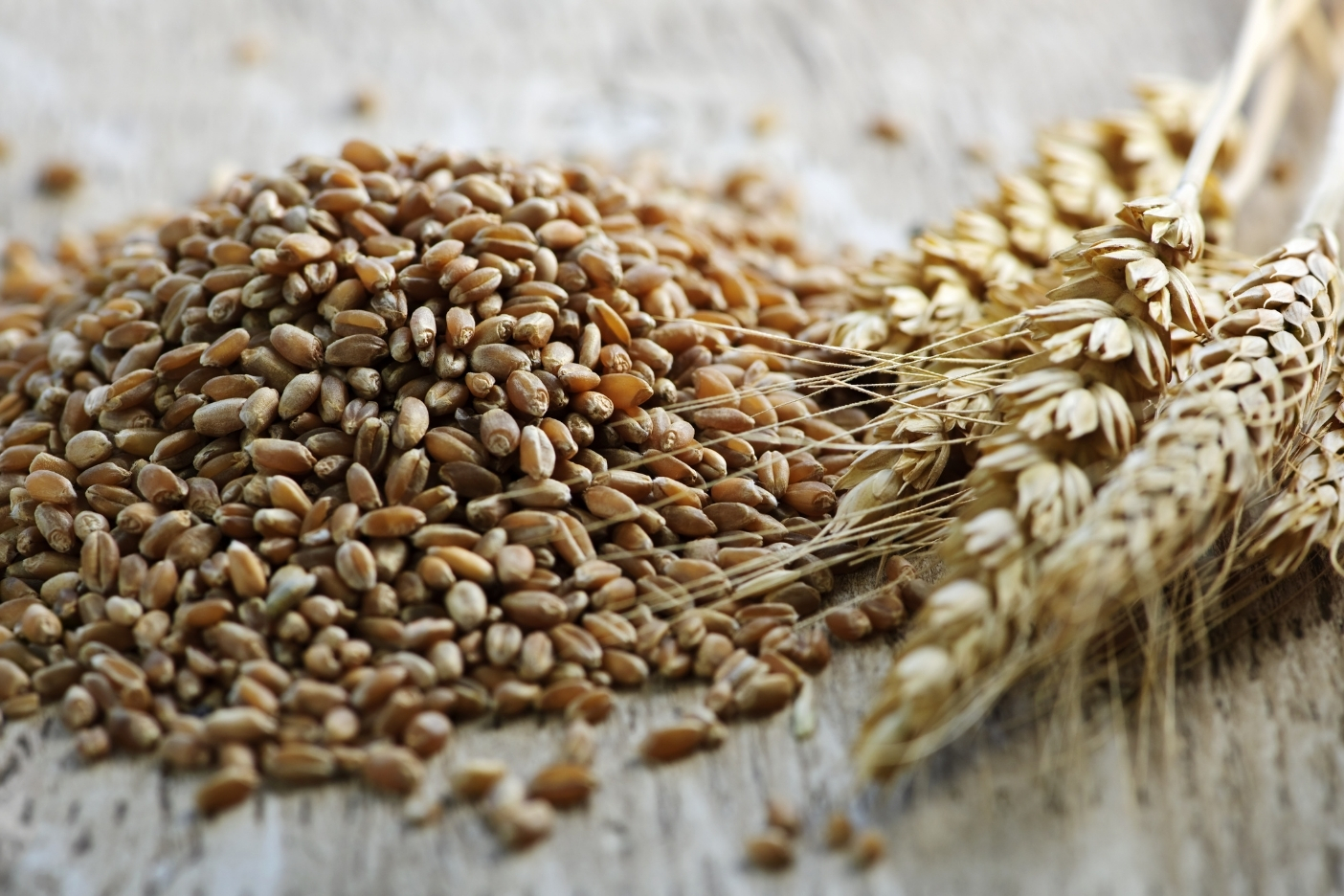 Whole-Grain-Wheat-Kernels-Closeup